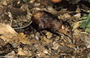 goldenrumped-elephantshrew